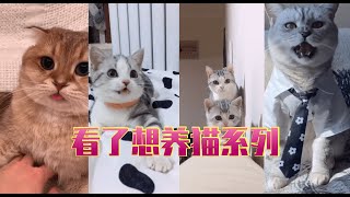 【抖音合集】Tiktok 可爱/粘人猫咪合集 2020