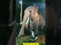 പൂരപ്പറമ്പിലെ കാഴ്ച്ചകൾ elephant kerala www.youtube. com