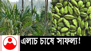 এলাচ চাষে লাখপতি  শাহজাহান  || jonojoar news || জনজোয়ার || এলাচ চাষ  ||  এলাচ