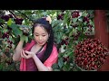 Cherry Harvesting! Pick Fresh Cherries from garden and eat with chili salt-Yummy Cherry[Lin cooking]