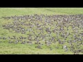 wigeon mega flock