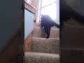 Hopping up the  stairs on 3 legs.