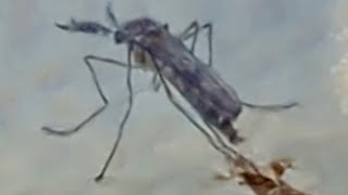 Time-lapse transformation from pupa to young mosquito