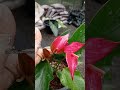 පැකේජ අංක 10..#forsale #anthurium #fyp #relatable #forsale #teldeniya plant nursery☎️0765647812