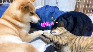 遊びながらも柴犬のお手手を触る器用な妹猫♡　A cat that affectionate on Shiba Inu's hand