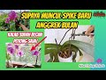 Cara Memotong Tangkai Bunga Anggrek Bulan