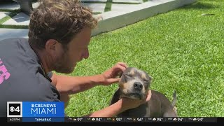 Barstool Sports founder Dave Portnoy's pitbull raises money for U.S. shelters