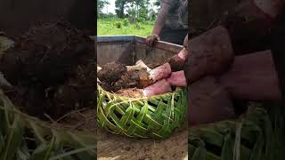 Taro from Vavau Samoa