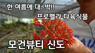 프로펠라 다육이 종류 모건뷰티 신도 한여름에 대박!!