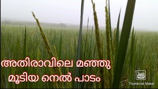 അതിരാവിലെ മഞ്ഞു മൂടിയ നെൽ പാടം 😍