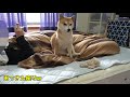 体調不良の飼い主をずっと看病してる柴犬