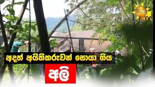 අදත් අයිතිකරුවන් සොයා ගිය අලි - Hiru News