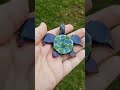 Glass Cosmic Sea turtle Pendant 🐢 @TaoGlassworks on Instagram ✌