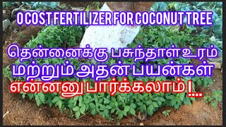 #green manure for coconut tree #0 cost organic fertilizer #in tamil #தென்னைக்கு பசுந்தாள் உரம்.