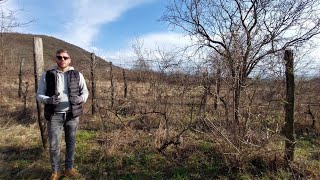 Öreg szőlőtőkék metszése, felújítása, szálvessző kialakítása, tőke leváltása