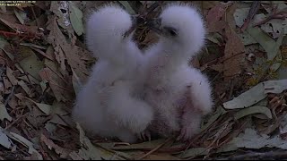 WBSE ~ Sibling Cuteness 💕 Beak To Beak \u0026 Forming A Heart! 💕 8.2.21