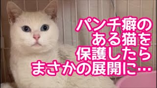 パンチ癖のある猫を保護したら、予想外の展開に…【捨て猫保護①】