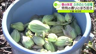 春の味覚「ふきのとう」収穫　特有の香りとほろ苦さ　三重・紀北町