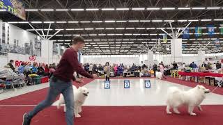 INTERNATIONAL DOG SHOW CACIB – FCI г. Тюмень «Кубок Дружбы - 2020» part 2