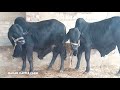 Heavy Bull ,,, Biggest Bulls || Bulls Business Farming