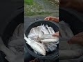 beli ikan segar depan rumah #ikan segar #shortvideo #fyp