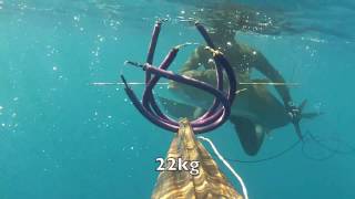 chasse sous marine seriole 2015