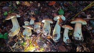 Una PIOGGIA di FUNGHI PORCINI - I Funghi dell'Appennino Tosco-Emiliano - FUNGHI PORCINI OTTOBRE 2024