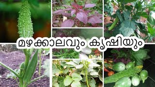 മഴക്കാലവും കൃഷിയും| മഴക്കാലത്ത് ഏതൊക്കെ വിളകൾ നട്ടുപിടിപ്പിക്കാം