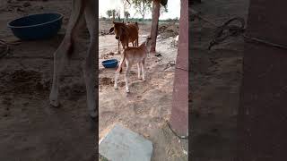 Jai guo mata ki 🙏🥹❤️ #sanatandharma #subscribe #sanatan #shorts #cow #video