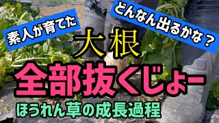 【大根収穫】ほうれん草の成長過程