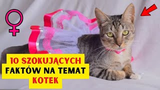 10 ZASKAKUJĄCYCH FAKTÓW NA TEMAT KOTEK! 😻