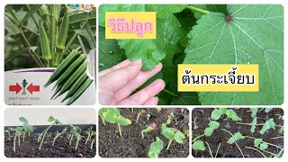 กระเจี๊ยบเขียว (Okra) มีประโยชน์ /SpecialbySora Channel