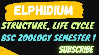 All about Elphidium structure , lifecycle etc.. #bsc #zoologyclasses