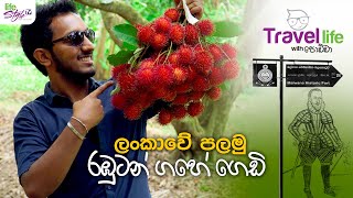 Malwana Rambutan Fruit-මල්වාන රඹුටන් Travel Life with Podda