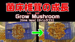 菌床椎茸の成長 [タイムラプス]Grow mushroom[Time lapse][shiitake mushroom]