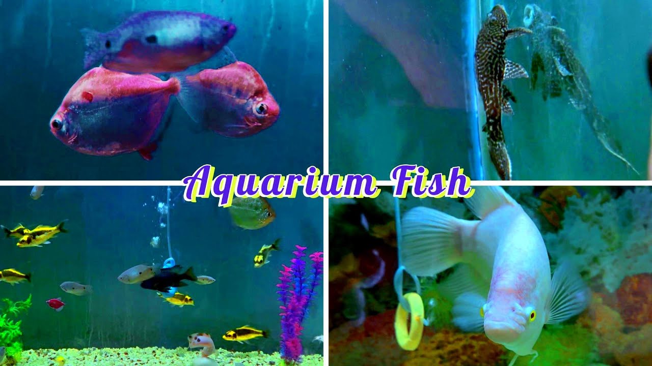 Fish Aquarium Video Youtube