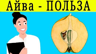 АЙВА ПОЛЬЗА АЙВЫ - кому нужно есть айву