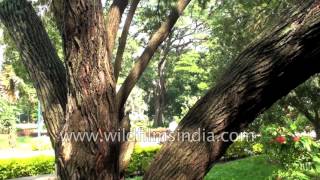 Callistemon viminalis or Weeping bottlebrush