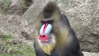 Mandrill Monkeys - Courtship and Mating | Mandrillus sphinx | Monkeys Full HD Video