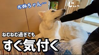 どんなにねむねむでも大好きなお姉ちゃんにはすぐ気付く大型犬|ホワイトシェパード