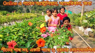 অস্ট্রেলিয়ান আমেরিকান জবা, একটি গাছে 15 ধরনের বোগেনভেলিয়া গ্রাফটিং, পাবেন অনলাইনে/Nursery visit/