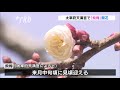 「飛梅」が開花　福岡・太宰府天満宮