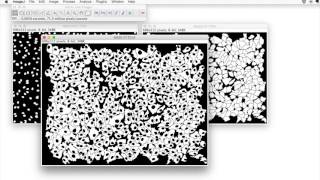 FIJI for Quantification: Advanced Segmentation