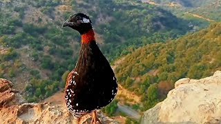 Kala Teetar Awaaz |Teetar ki Awaz | Black Teetar calling |Partridge voice | Calling from top of rock