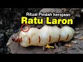 Evakuasi  Ratu Laron pindah kerajaan