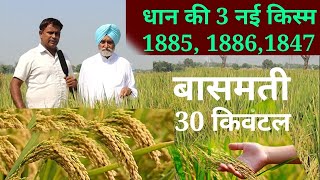 Dhan ki new kism, 1886,1885, 1847, धान की 3 नई किस्म 1885, 1886, 1847, top new variety of Paddy