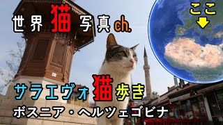 【世界猫写真】09 ボスニア・ヘルツェゴビナの猫～サラエヴォ猫歩き FHD 30fps