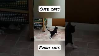 CUTE CATS FUNNY VIDEO 😺 GATTI CHE GIOCANO INSIEME #shorts