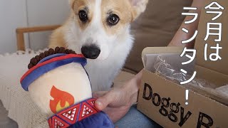 今月のDoggyboxのおもちゃはランタン！さっそくガジガジして遊ぶコーギー