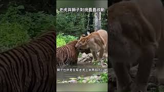 老虎與獅子對視蠢蠢欲動 #野生動物 #動物解說